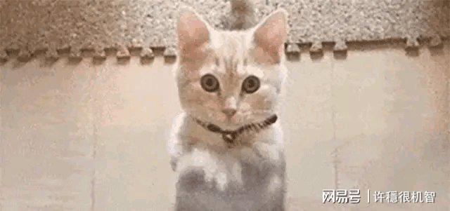 Ag真人国际：媒体人炮轰伊万：老骗子！王上源能跑却不提主场遭沙特逆转解势(图7)