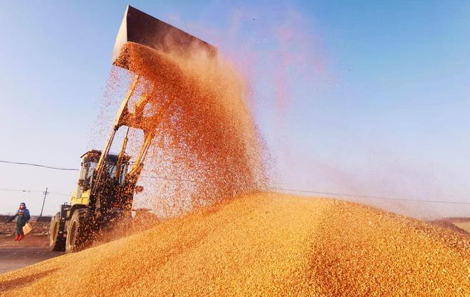 巴彦玉米：从“金色种植”到“产业蓝海”(图2)