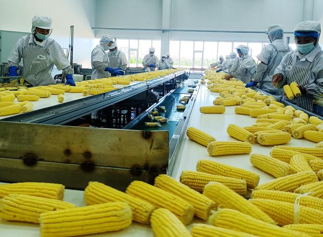 巴彦玉米：从“金色种植”到“产业蓝海”(图7)