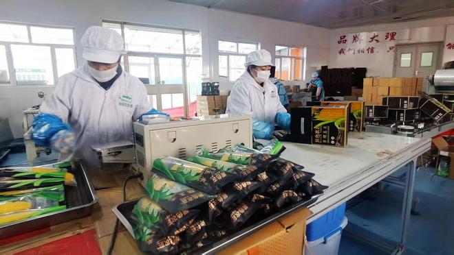 巴彦玉米：从“金色种植”到“产业蓝海”(图9)